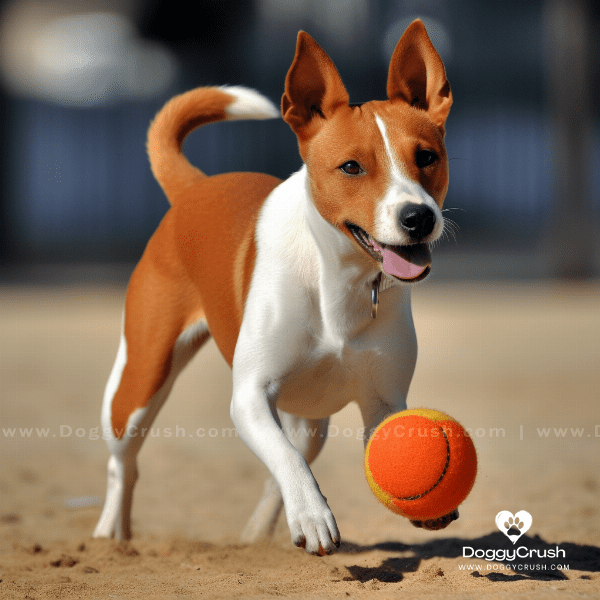 Activities for Basenji Dogs: Keeping Them Happy and Active