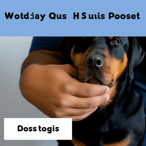 Alternative Options for Dealing with Aggressive Rottweilers