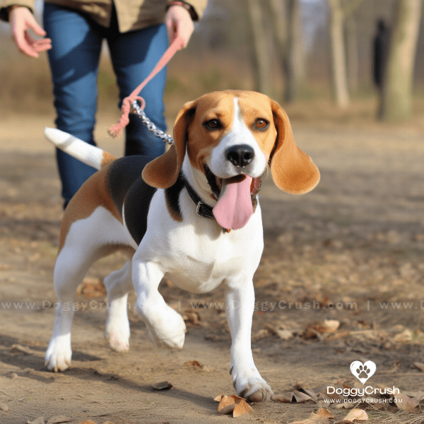 Beagle Dog Training and Exercise Needs