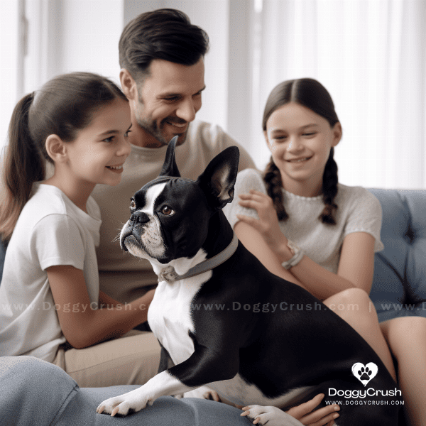 Choosing the Right Boston Terrier for Your Family