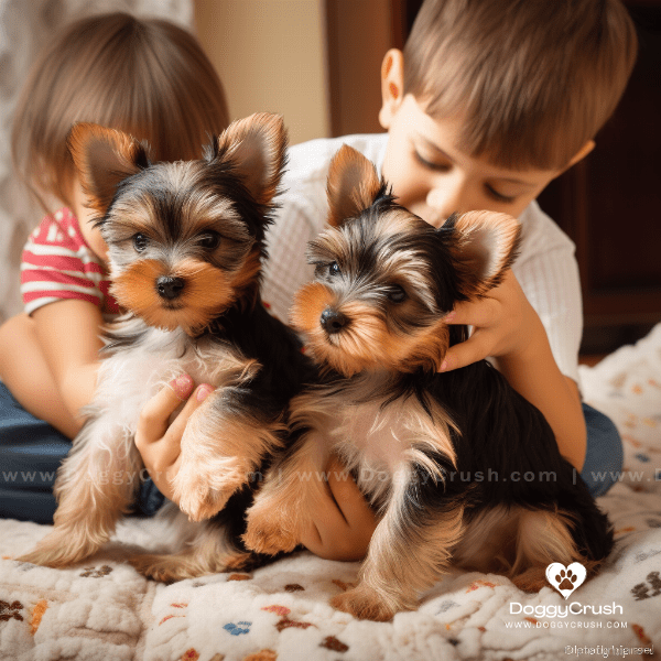 Choosing the Right Yorkshire Terrier for Your Family