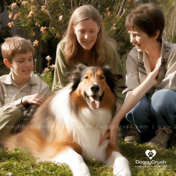 Collie Dogs as Family Pets
