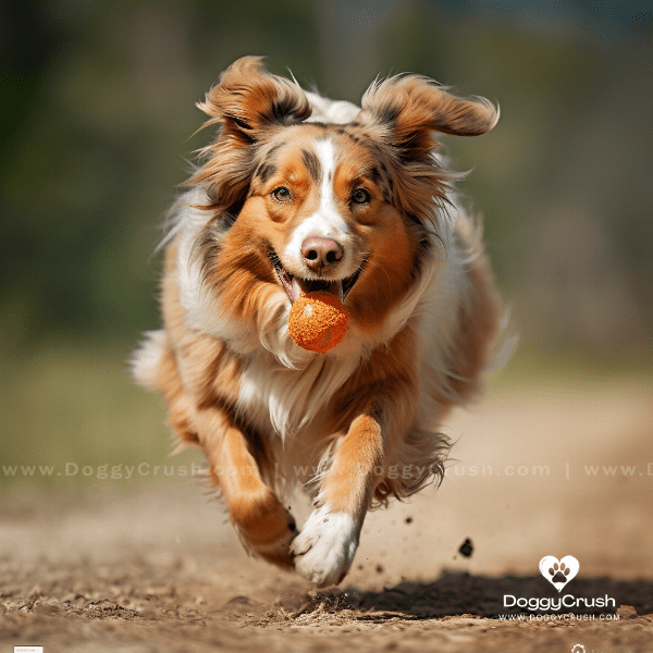 Exercise and Activity for Your Australian Shepherd Dog