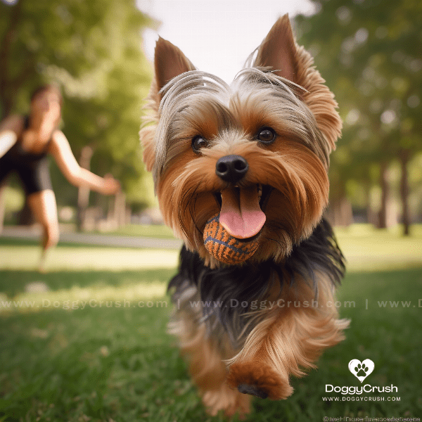 Fun Activities to Do with Your Yorkshire Terrier