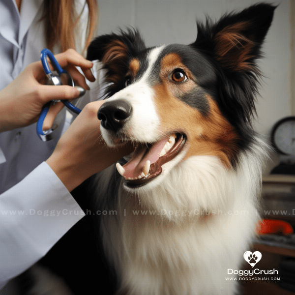 Health Concerns and Maintenance of Collie Dogs