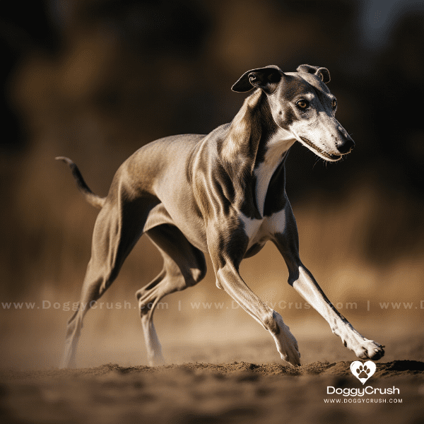 Introduction to Greyhound Dogs