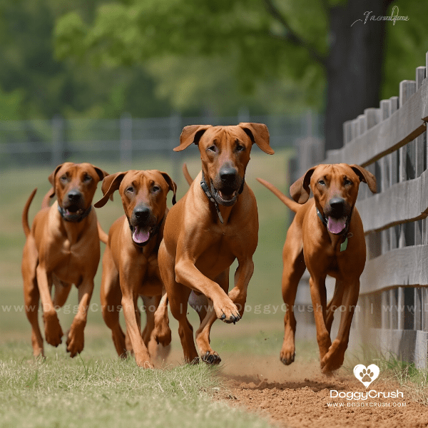 Rhodesian Ridgebacks in Sports and Competition
