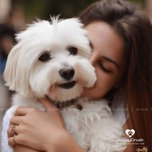 Temperament and Personality of Maltese Dogs