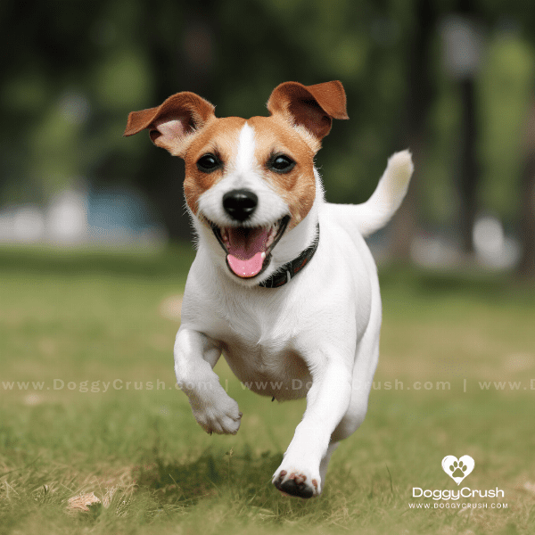 Training and Exercise Needs for Jack Russell Terrier Dog