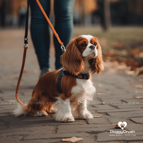 Training and Exercise Needs of Cavalier King Charles Spaniel Dogs