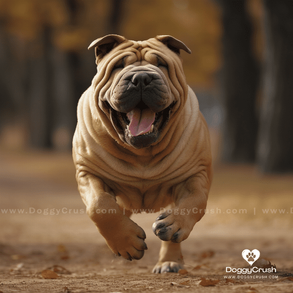 Training and Exercise Needs of Shar Pei Dogs