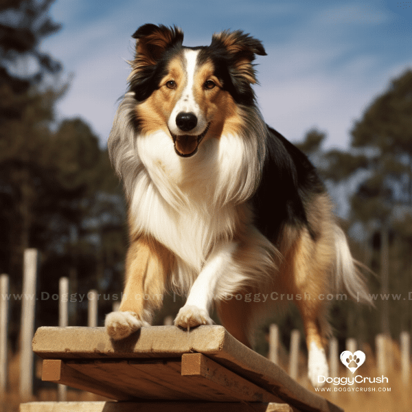 Training and Exercise for Collie Dogs