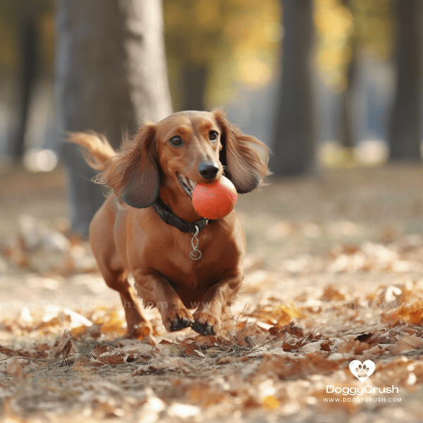 Training and Exercise for Dachshunds