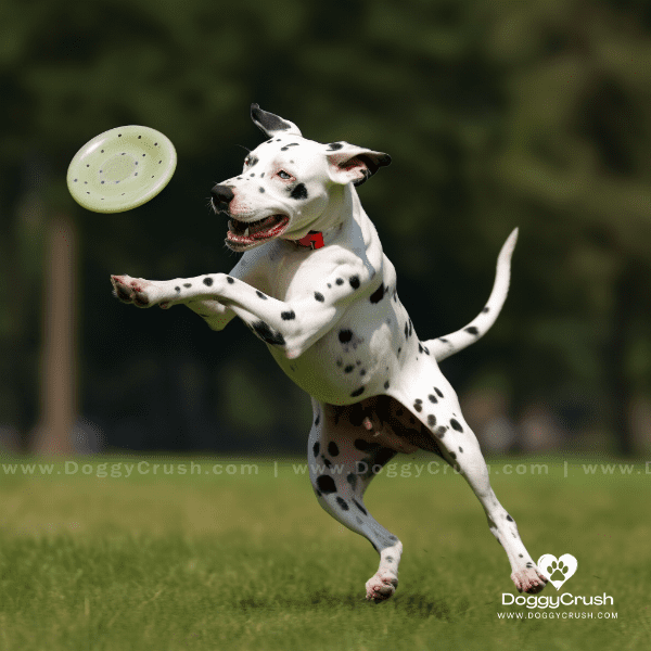 Training and Exercise for Dalmatians